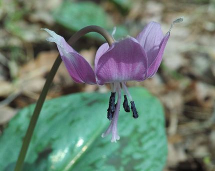 春の花カタクリ