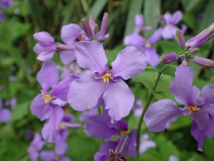 この花の名前はわかりません...