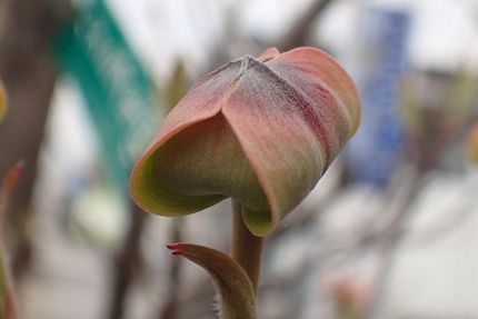 ハナミズキの芽