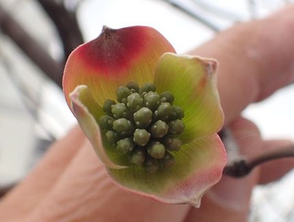 ハナミズキの芽