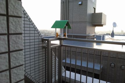 小鳥の餌場その後