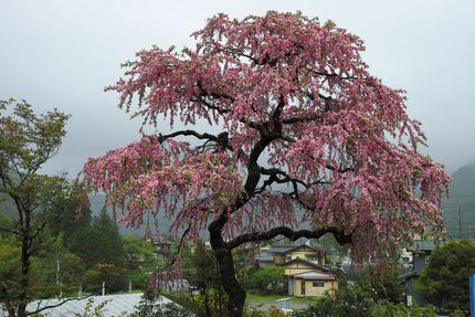 写真は大きくなります