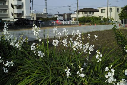 近所を散歩