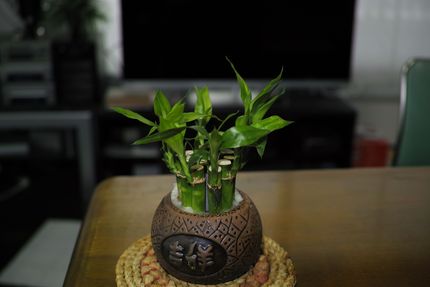 竹の鉢
