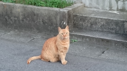 メタボネコ　タマ