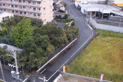 柿が色づいています、でも渋柿...