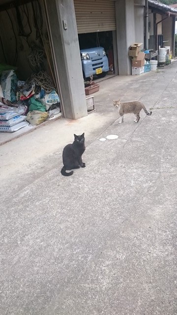 飼い主と猫の関係