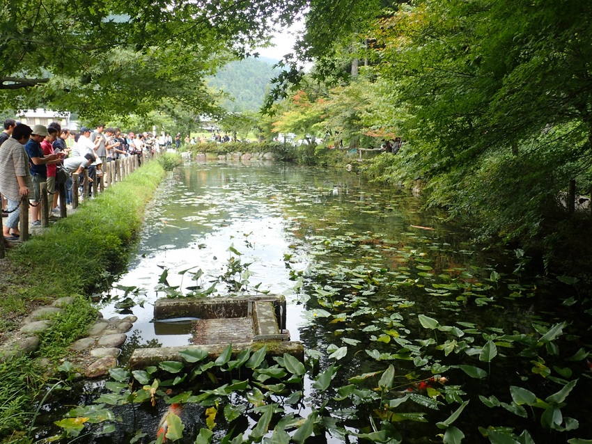 池の全景