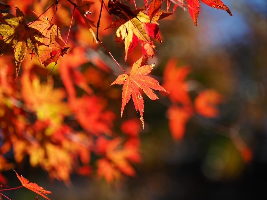 紅葉三題