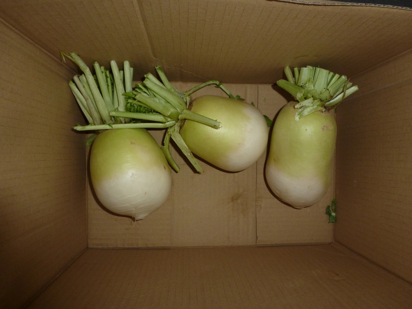 聖護院大根の季節
