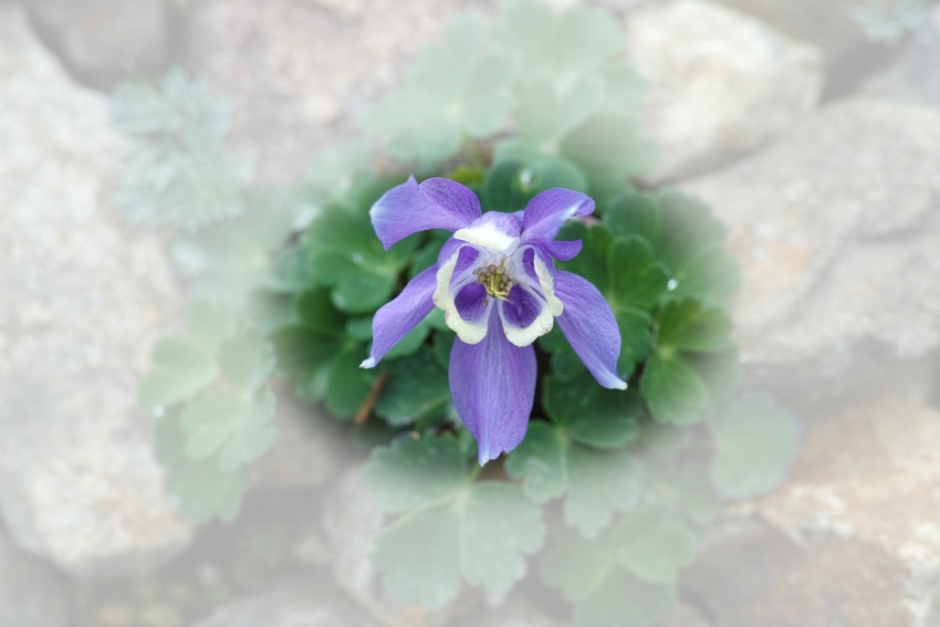 高山植物その1