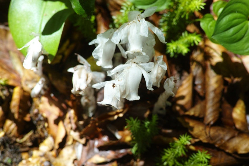 高山植物その3