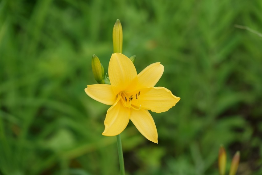 高山植物その4