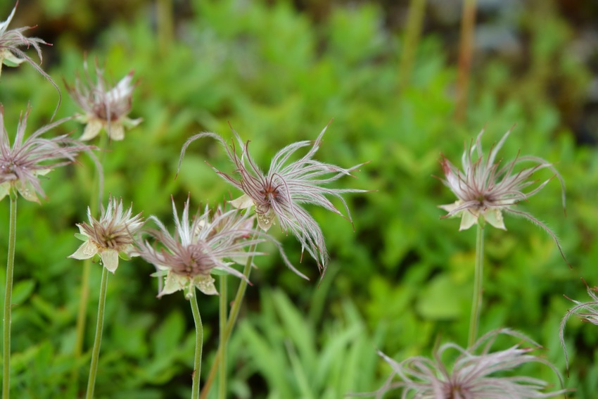高山植物その4