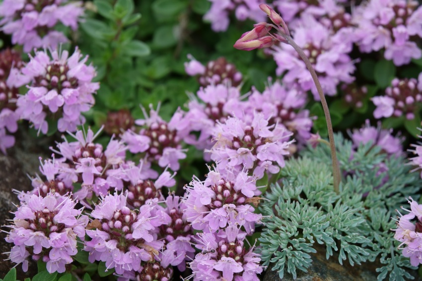 高山植物その4