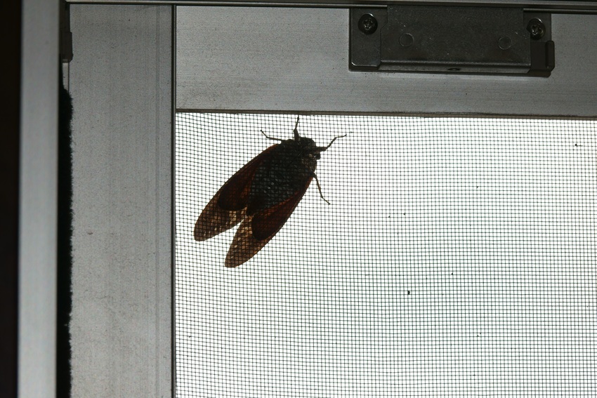 虫にも異変？