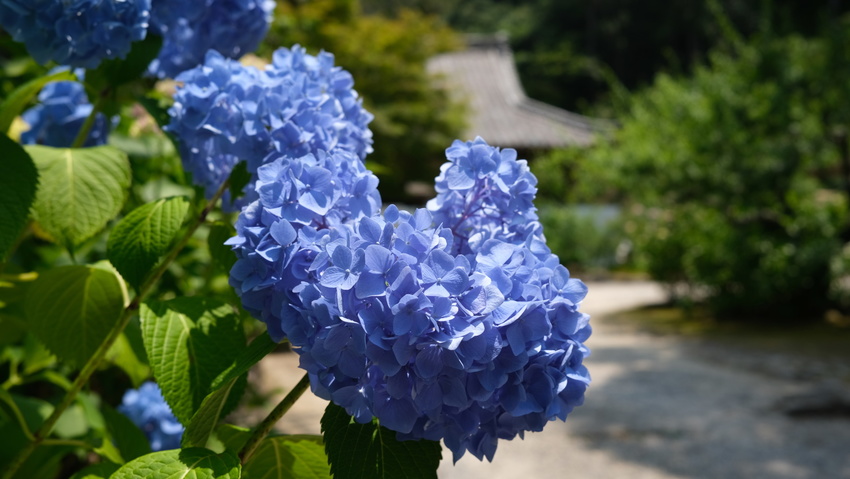 アジサイの季節その４