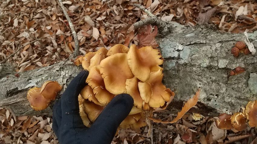 キノコ山に出陣