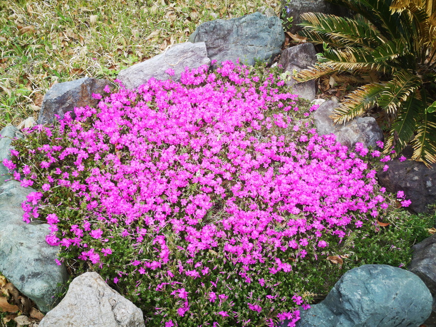 難しい山菜採り