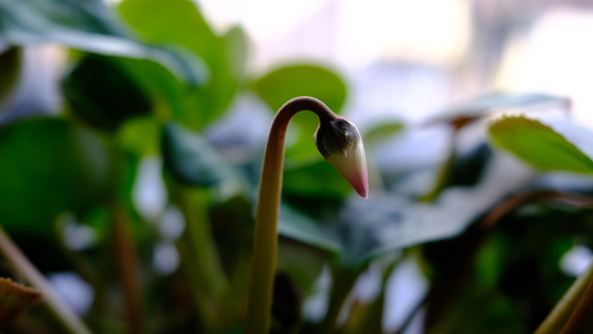 花芽（最後かも）