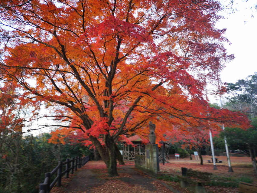 寂光院紅葉情報