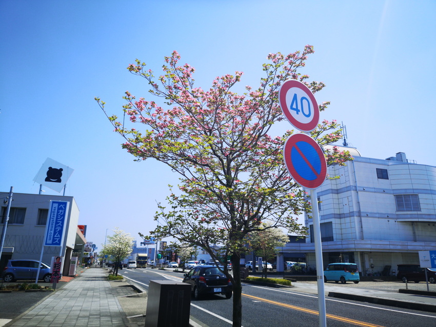 花水木の花