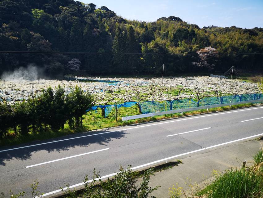 梨の花
