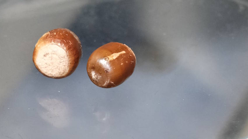 Acorns and Wild...