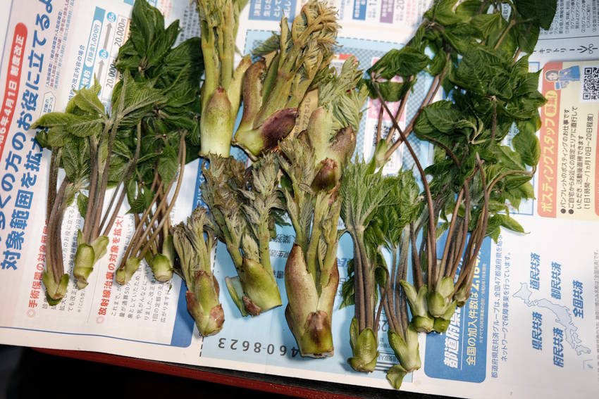 山菜採り