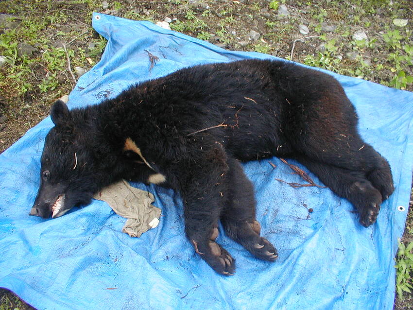 ツキノワグマの捕獲