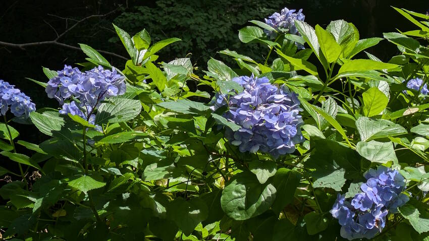 まだ紫陽花が・・・