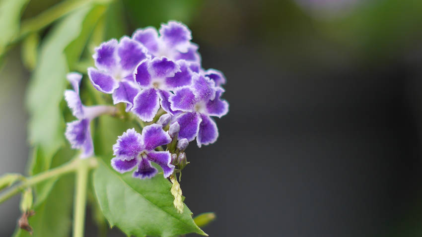 秋の花