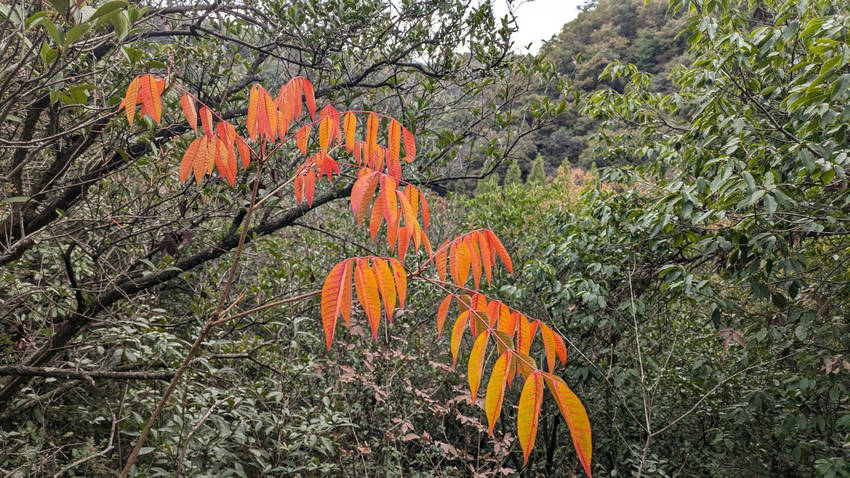 紅葉