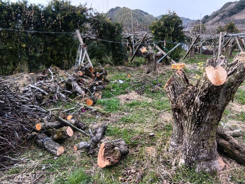 梨園閉鎖処理（2025.03....