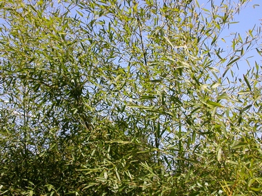 あっという間に竹林