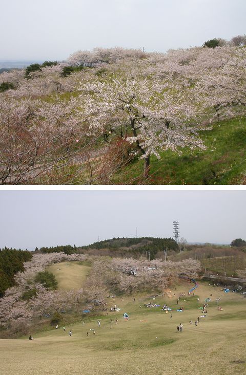 加護坊山でお花見♪