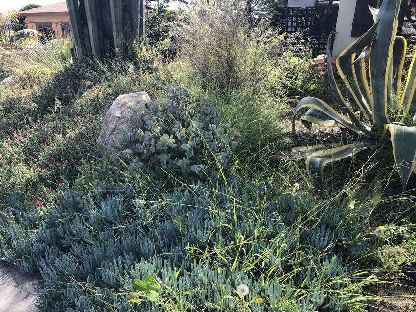 細くて長い雑草が植木の間から伸...
