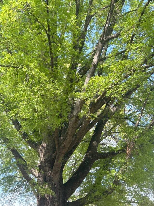 新緑の５月。今年は私たち家族に...