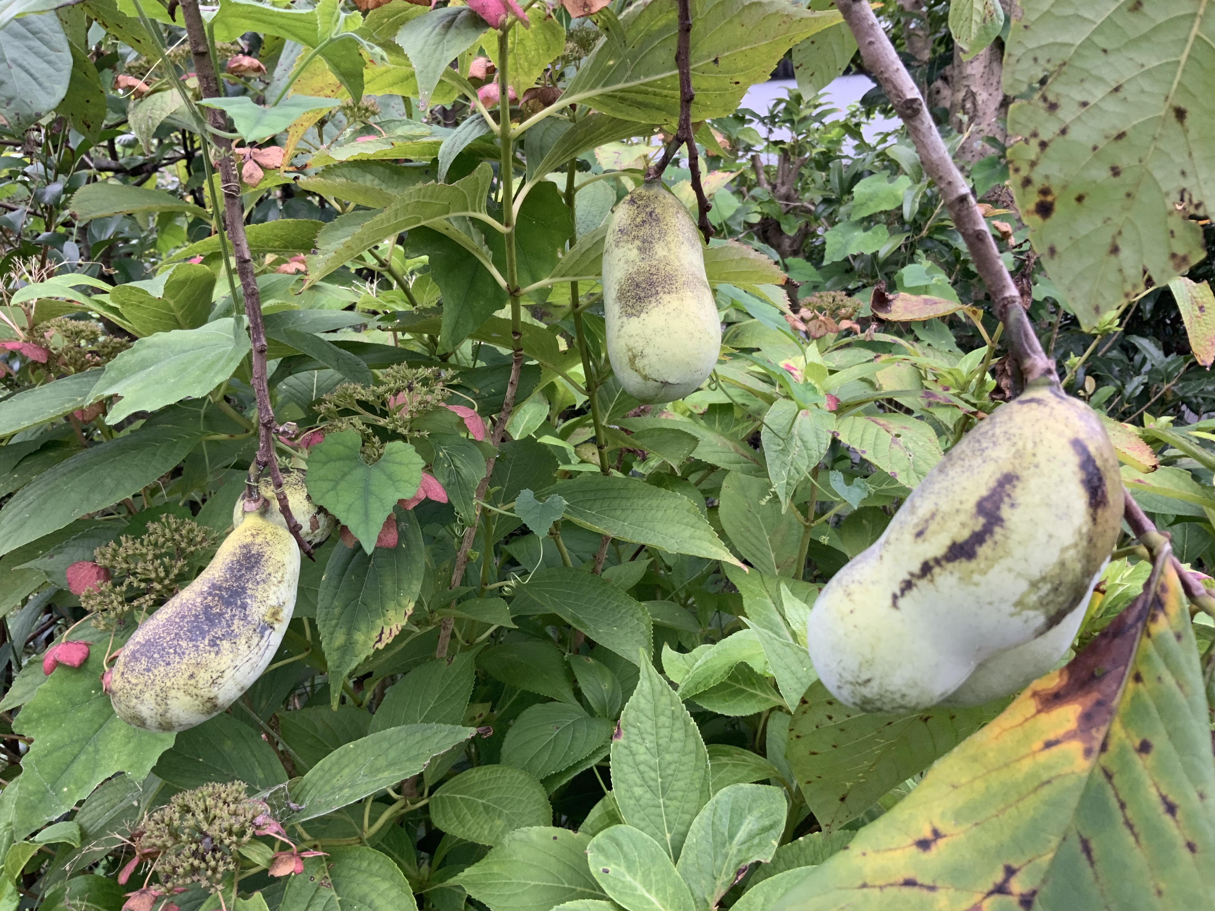 幻の果実 ポポー そろそろ食べごろかな 熊本地震からの復興 ハーブ栽培 Bloguru