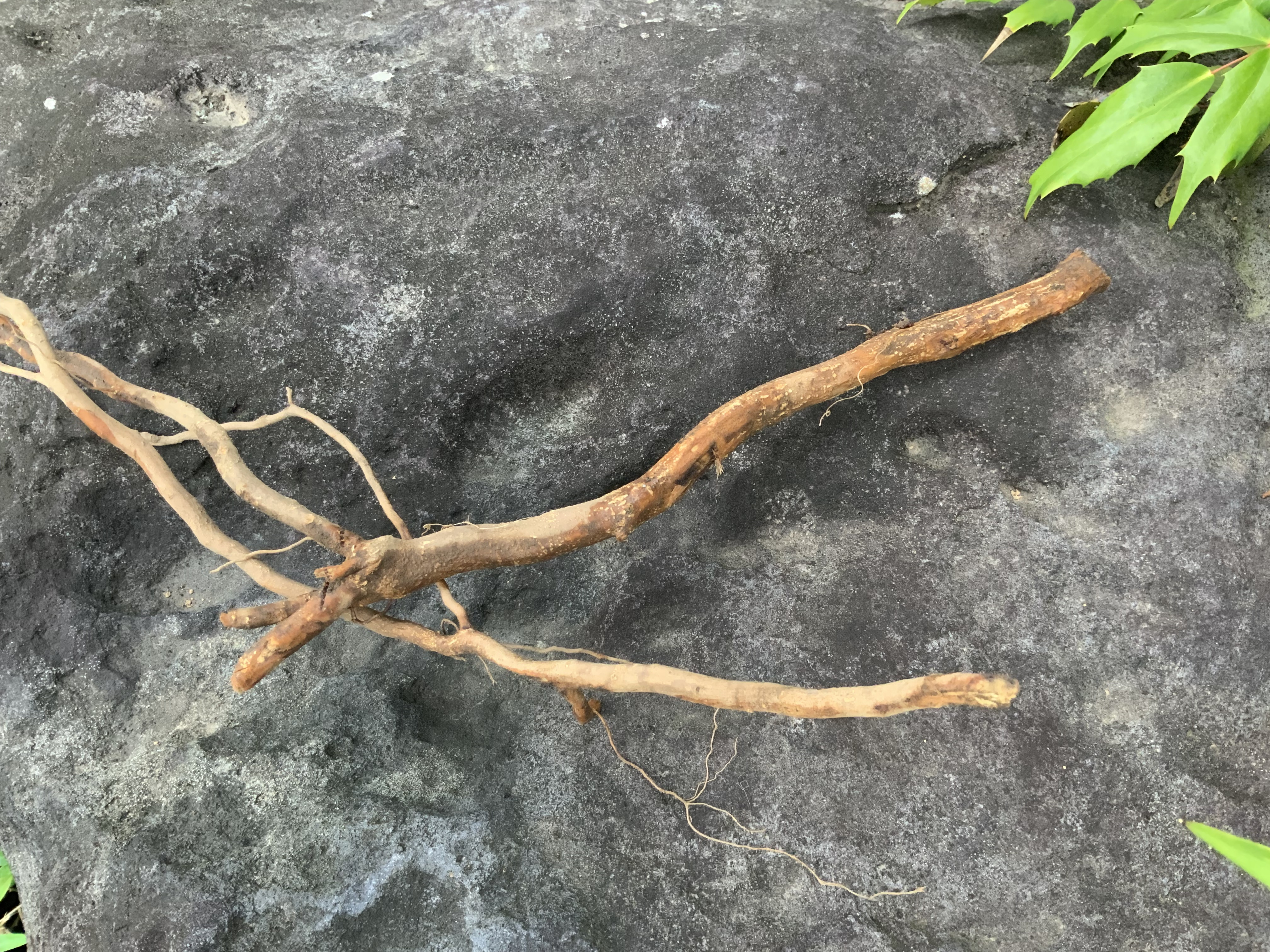ザクロの根っこを取ってきました 熊本地震からの復興 ハーブ栽培 Bloguru