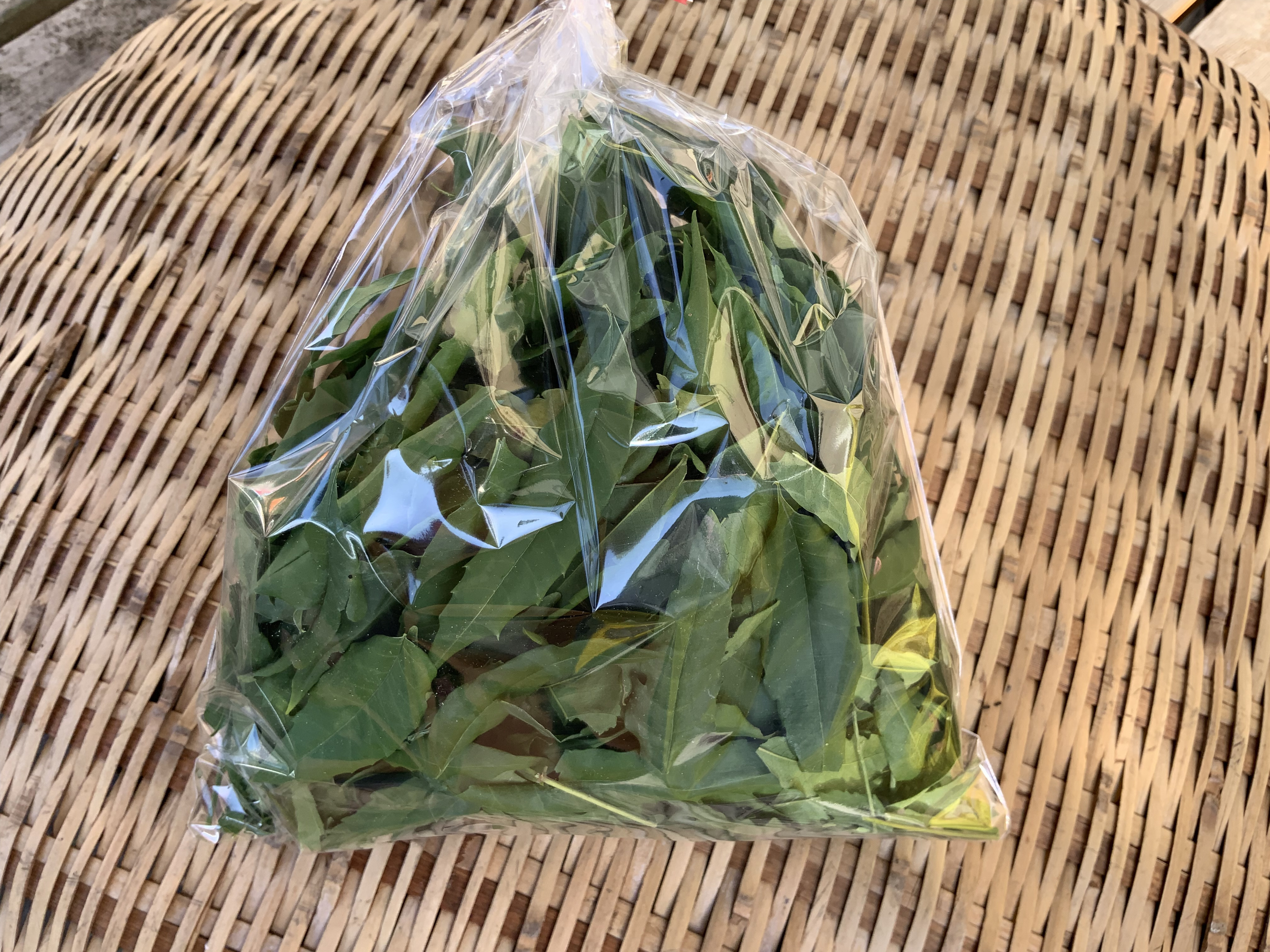 ニームの葉っぱを乾燥しました 熊本地震からの復興 ハーブ栽培 Bloguru