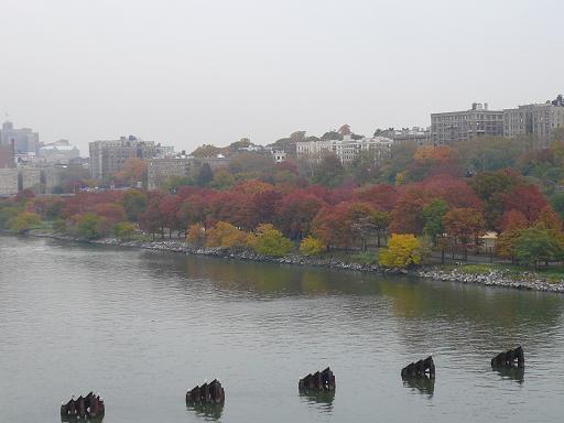 銀杏
