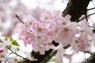 Sakura Project