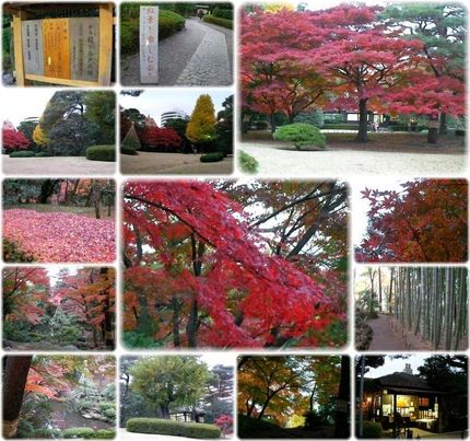 東京の秋〜殿ケ谷戸庭園のもみじ...