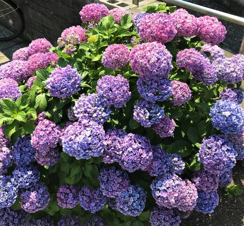ご近所の紫陽花🌷