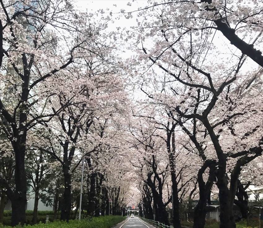 桜は満開　雨模様