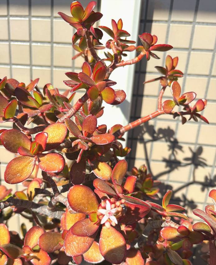 金の成る木　今朝　花が咲きまし...