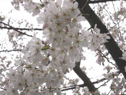 定点観測お隣の桜〜！3/8/2...