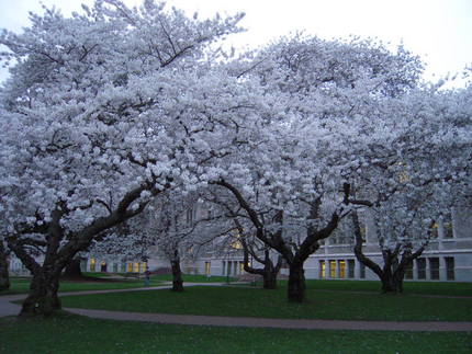 ワシントンの桜　3/10/20...