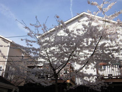 定点観測お隣の桜〜！3/20/...